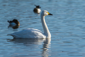 Tundra Swan, Bewick's Swan, Cygnus columbianus at winter in Slimbridge Mashes, England