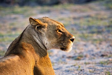 Löwin genießt die Morgensonne