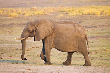 Fototapeta premium Elefant beim gehen