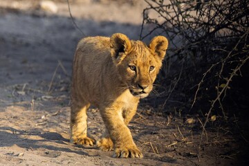 Löwenbaby auf der Pirsch