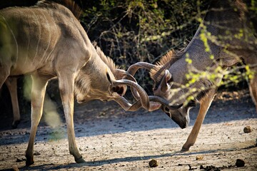 Machtkampf der Kudu Antilopen
