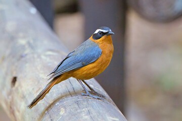 White-browed robin-chat