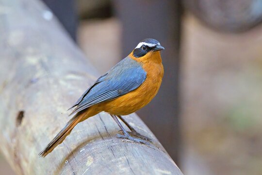 White-browed robin-chat