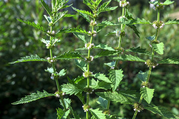 Flowers of a gypsywort plant (Lycopus europaeus)
