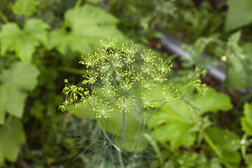 green herbal background of fresh blooming dill, organic