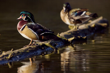 Color stock image of Wood duck pair preening