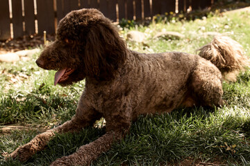 Color stock image of Labradoodle in backyard.