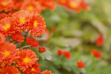 Orange chrysanthemums on a background of defocused greenery.