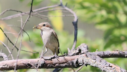bird with an insect in its beak