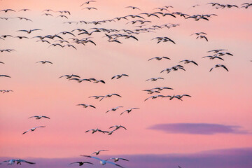 USA, New Mexico, Bosque Del Apache National Wildlife Refuge. Snow geese in flight at sunrise.