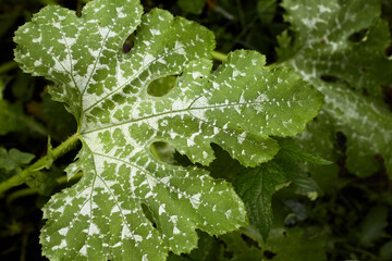Fungal disease Powdery mildew on zucchini foliage