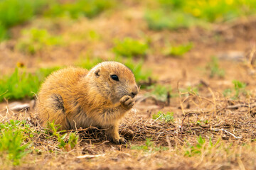 USA, Oklahoma, Wichita Mountains National Wildlife Refuge. Baby prairie dog feeding.