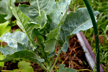 young green cabbage in the garden. organic farming.