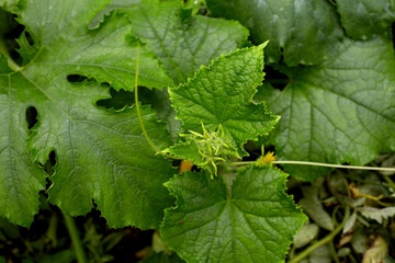 young squash at field organic eco farm. Zucchini