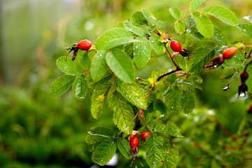 Red briar berries on a branch cluseup