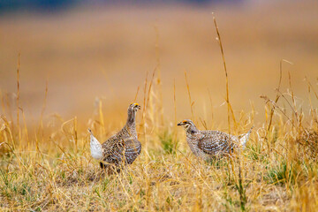 USA, Nebraska, Loup County. Sharp-tailed grouse females on lek.