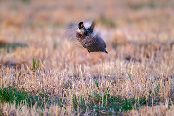 USA, Nebraska, Loup County. Greater prairie chicken flying into lek.
