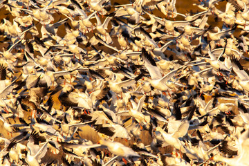 USA, New Mexico, Bosque Del Apache National Wildlife Refuge. Snow geese flight blastoff.