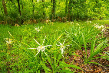 USA, Louisiana, Tensas National Wildlife Refuge. Swamp spider lily flowers.