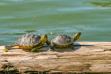 USA, Louisiana, Lake Martin. Red-eared turtles on log.