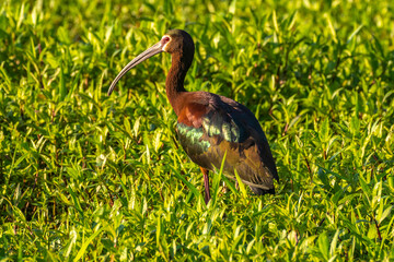USA, Louisiana, Evangeline Parish. White-faced ibis in vegetation.