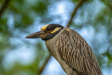 USA, Louisiana, Atchafalaya Basin, Atchafalaya Swamp. Yellow-crowned night heron close-up.