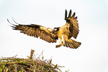 USA, Louisiana, Atchafalaya Basin, Atchafalaya Swamp. Osprey landing on nest.