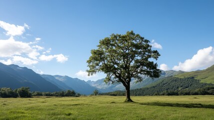 Obraz premium Lone tree in valley, sunny day, mountain backdrop, nature scene, calm