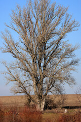Eine mächtige alte Pappel am Ufer eines Teiches