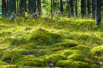 Beautiful scenic evergreen pine forest with thick layer of green moss