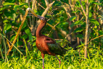 USA, Louisiana, Evangeline Parish. White-faced ibis gathering nesting material.