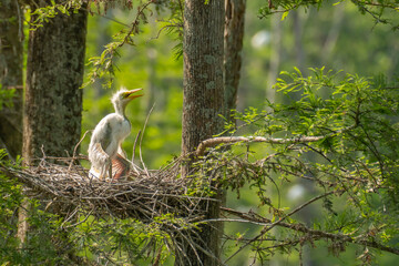 USA, Louisiana, Evangeline Parish. Great egret chick in nest.
