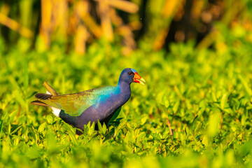 USA, Louisiana, Evangeline Parish. Purple gallinule feeding.