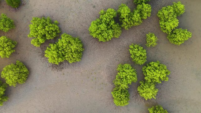 Aerial view of Mangrove trees and sand texture from above in Ranong province, Thailand
