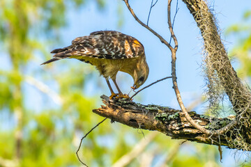 USA, Louisiana, Lake Martin. Red-shouldered hawk feeding.