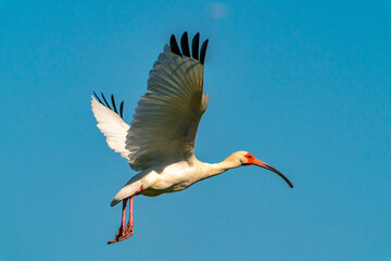 USA, Louisiana, Evangeline Parish. White ibis in flight.