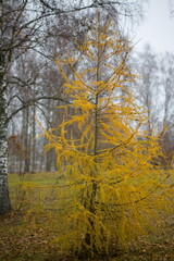 Fototapeta premium Larch tree in its full autumn glory, with golden yellow needles.