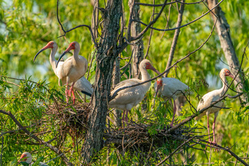 USA, Louisiana, Evangeline Parish. White ibis birds in tree nests.