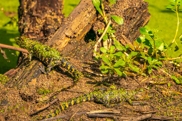 USA, Louisiana, Evangeline Parish. Alligator babies covered in duckweed.