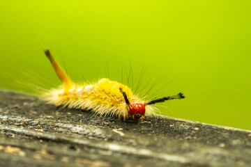 USA, Louisiana, Acadiana Park Nature Station. Assassin bug larva close-up.