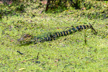 USA, Louisiana, Evangeline Parish. Alligator baby covered in duckweed.
