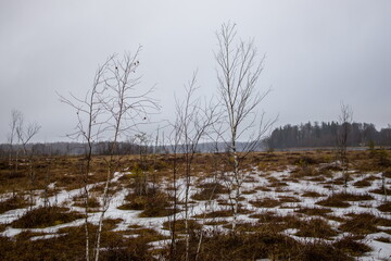 Lake landscape with a sparse shoreline and overcast sky.