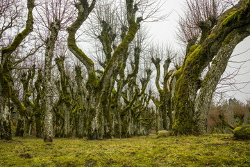 Obraz premium Tree-lined path in Katvari, Latvia. Bare trees with moss create a serene and peaceful scene.