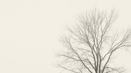 Bare tree branches against pale sky, winter landscape, nature background, website design