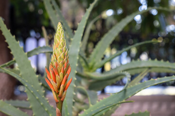 Obraz premium Aloe vera plant and flowers.