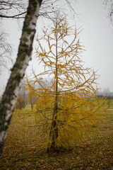 Larch tree in its full autumn glory, with golden yellow needles.