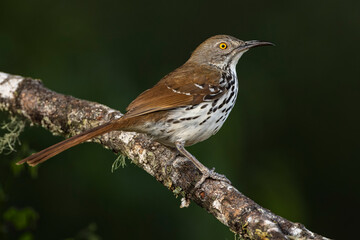 Long-billed thrasher, Rio Grande Valley, Texas
