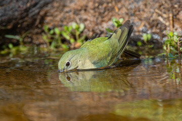 Female painted bunting bathing, Rio Grande Valley, Texas