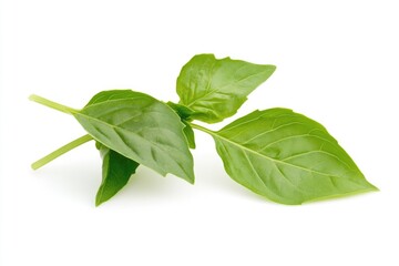 Obraz premium Vibrant Thai Lemon Basil: Fresh Green Herb Leaves for Nature's Culinary Delights