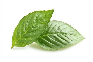 Vibrant Lemon Basil Leaves. Fresh Green Herb from Nature for Culinary Delights